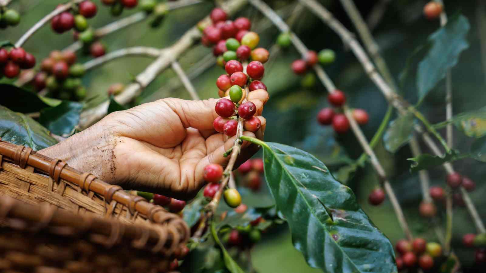 Esplorando la Cultura del Caffè: Un Tour Globale